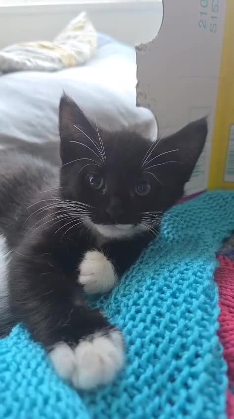 Domestic Shorthair cats for adoption: Adorable Kittens -Adopt from CatsInCrisis East Ldn - Video 1