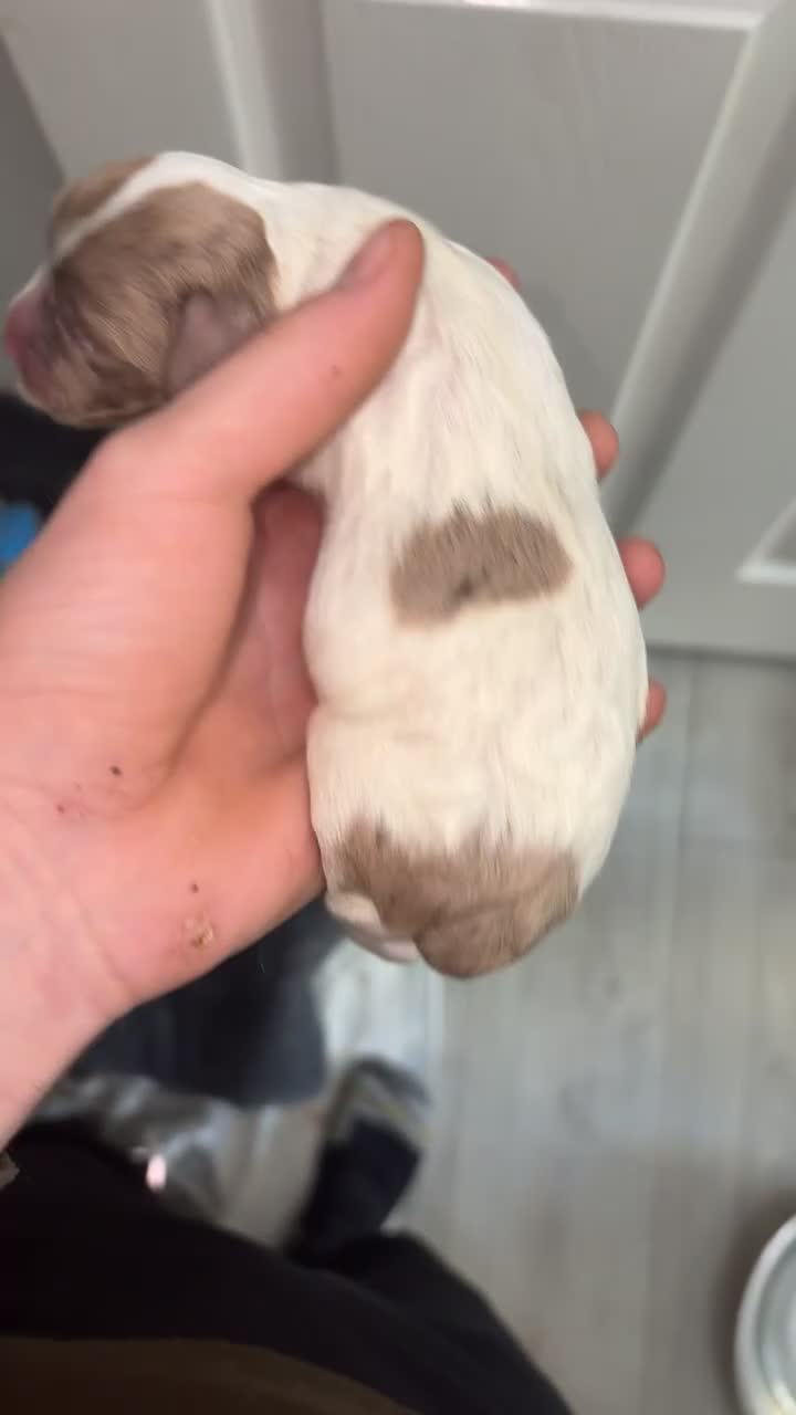 Sprocker dogs for sale: Working sprocker spaniels for sale  - Video 1