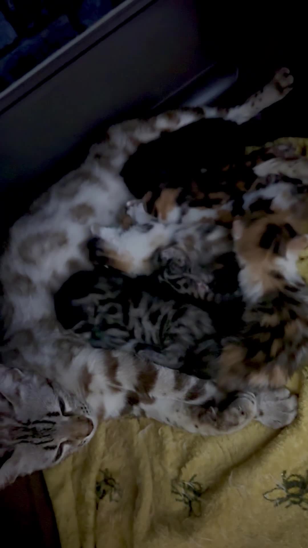 Bengal cats for sale: 4 pure bangal and 5 bengal x kittens - Video 1