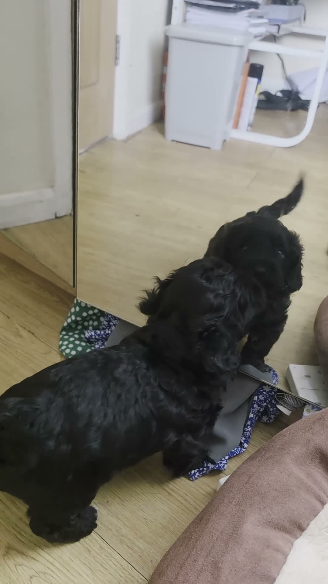 Cockapoo dogs for sale: Cockapoo Puppies for Sale in Luton - Video 2