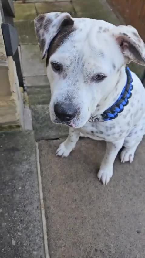 Mixed Breed dogs for sale: Snoopy staffy X Dalmatian  - Video 1