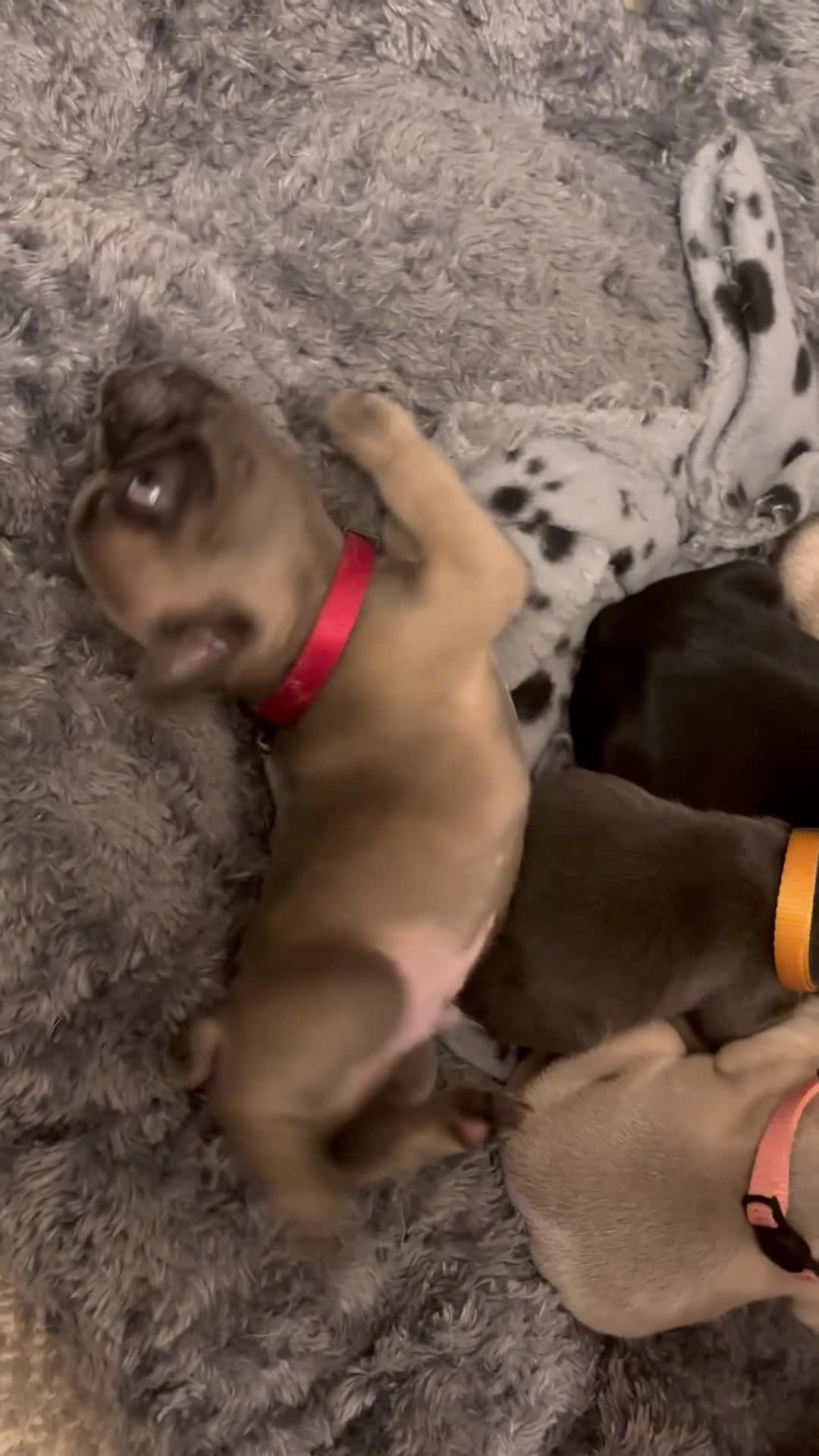 French Bulldog dogs for sale: 🐾 ONLY 3 GIRLS LEFT 🐾 - Video 2