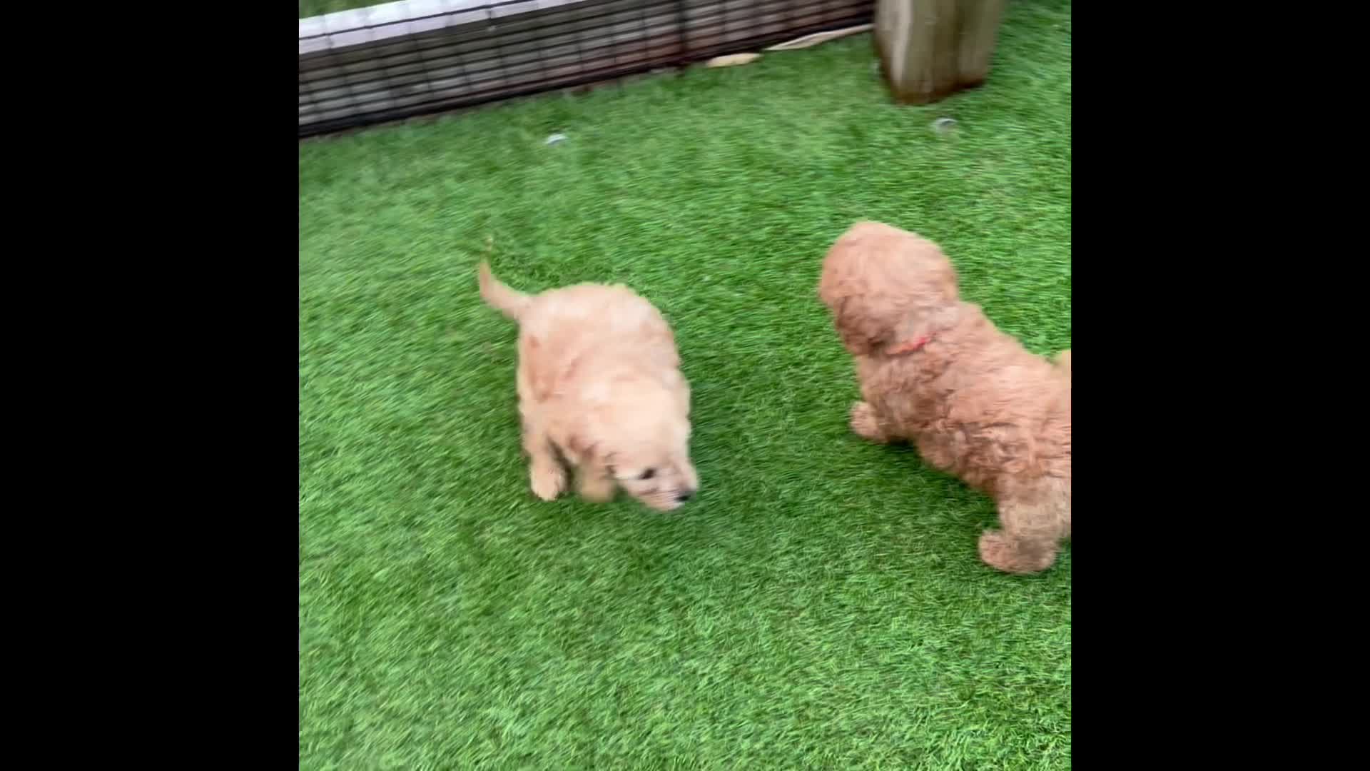 Cockapoo dogs for sale: LICENSED BREEDER 1 male F2b Cockapoo left - Video 1