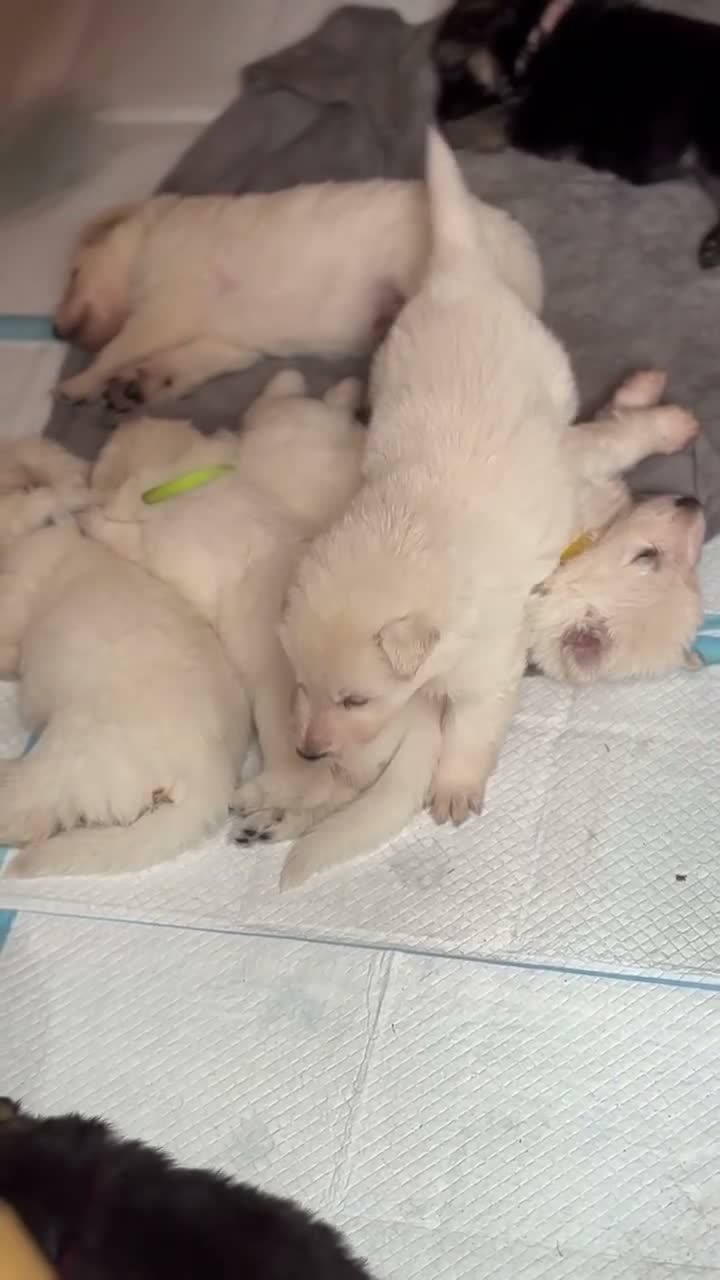 German Shepherd dogs for sale: Beautiful German shepherd puppies 🐾 - Video 2