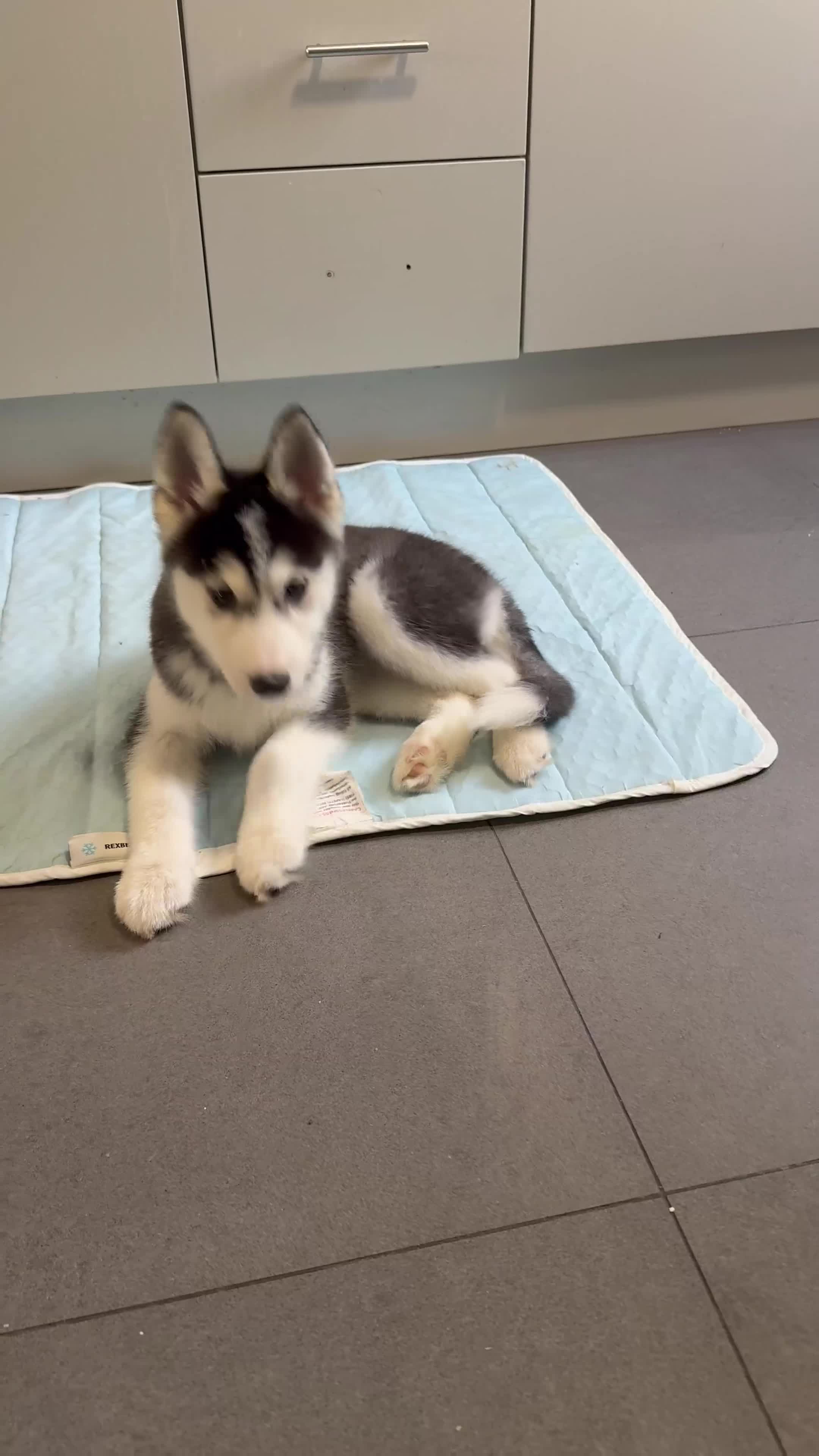 Siberian Husky dogs for sale: Beautiful Husky puppy Black and white, hazel eyes - Video 3