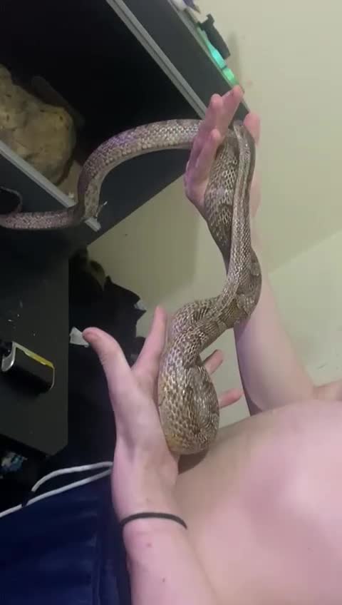 Corn Snake reptiles for sale:  corn snake sex unknown  - Video 1