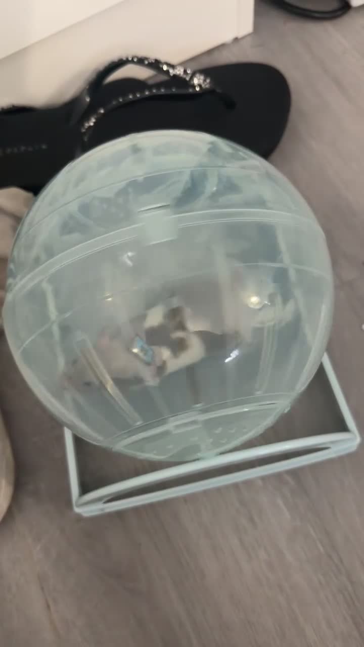 Hamster rodents for sale: Syrian hamster + cage and accessories  - Video 1