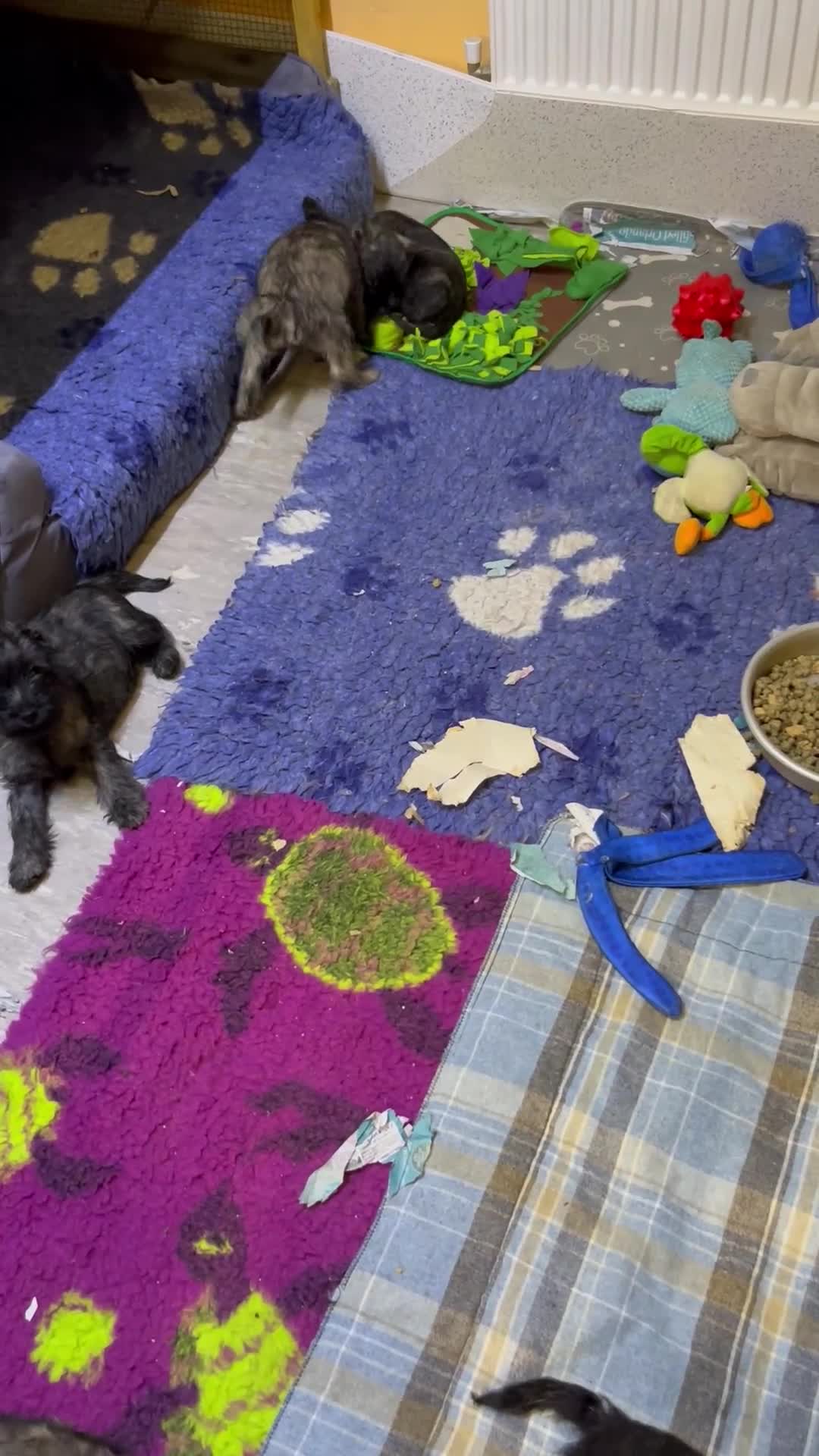 Cairn Terrier dogs for sale: Adorable Cairn Terrier Puppies - Video 1