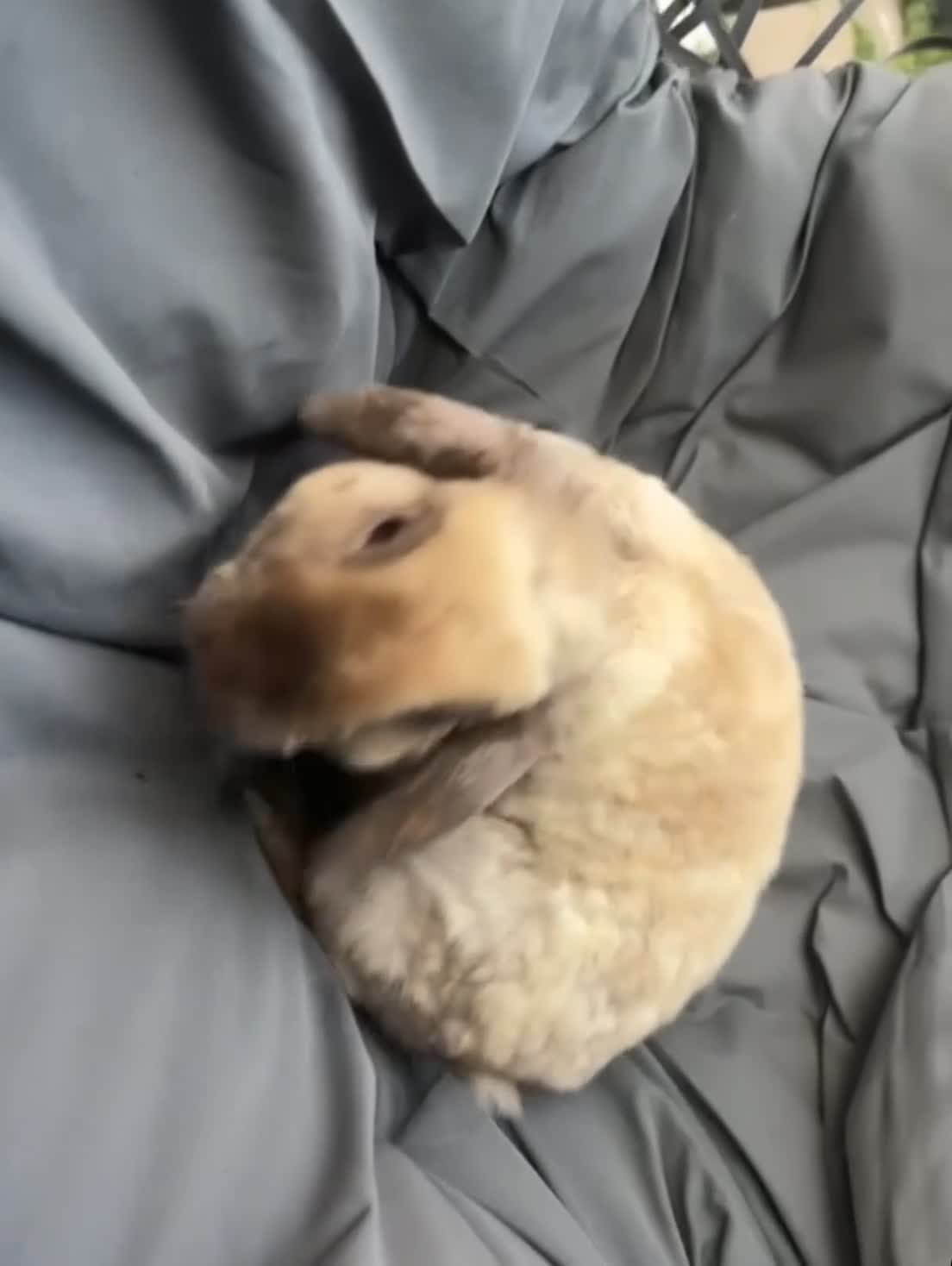 Mini Lop rabbits for sale: Adult mini lops for 5⭐️🏡 - Video 1
