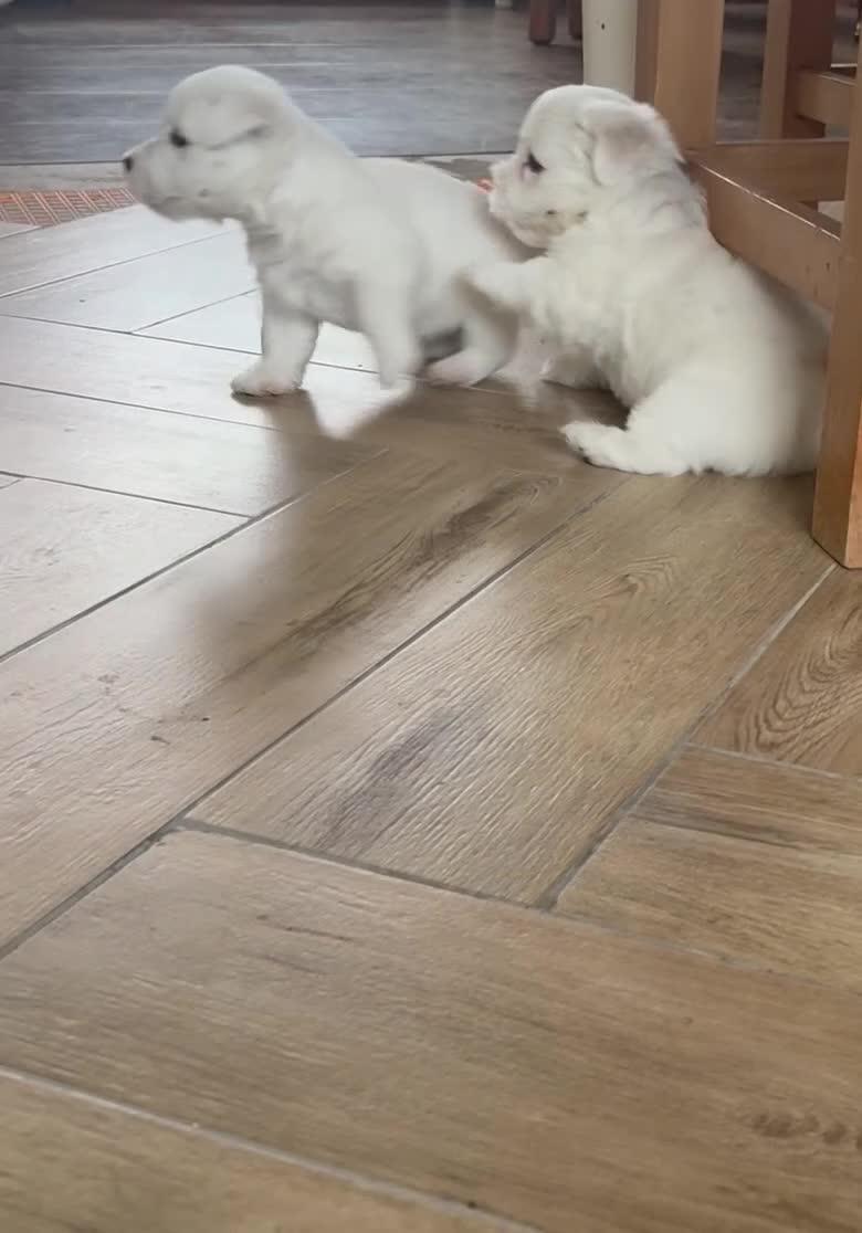 West Highland Terrier dogs for sale: Pedigree KC registered WESTIE puppies in Welshpool - Video 1