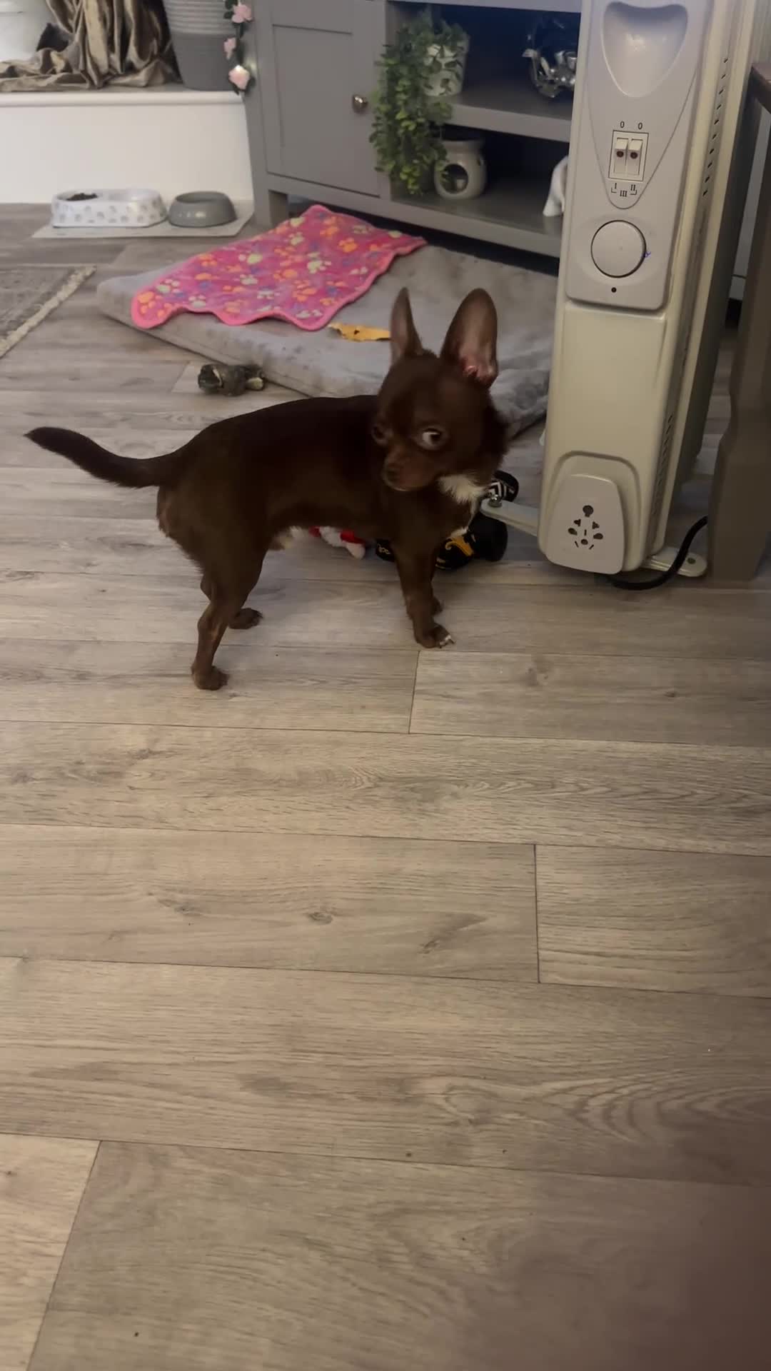 Chihuahua dogs for stud: KC Registered Chocolate Chihuahua for Stud - Video 1