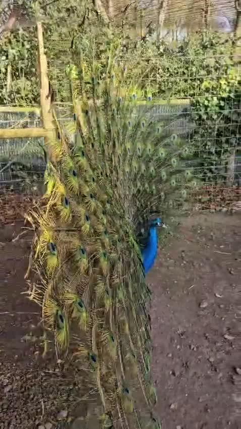 Peafowl poultry for sale: Black shouldered Peacock pair for sale - Video 1