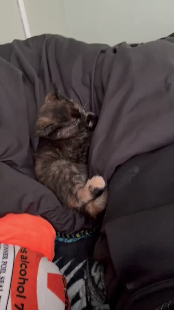 British Shorthair cats for sale: 1 female bsh mix kitten - Video 1