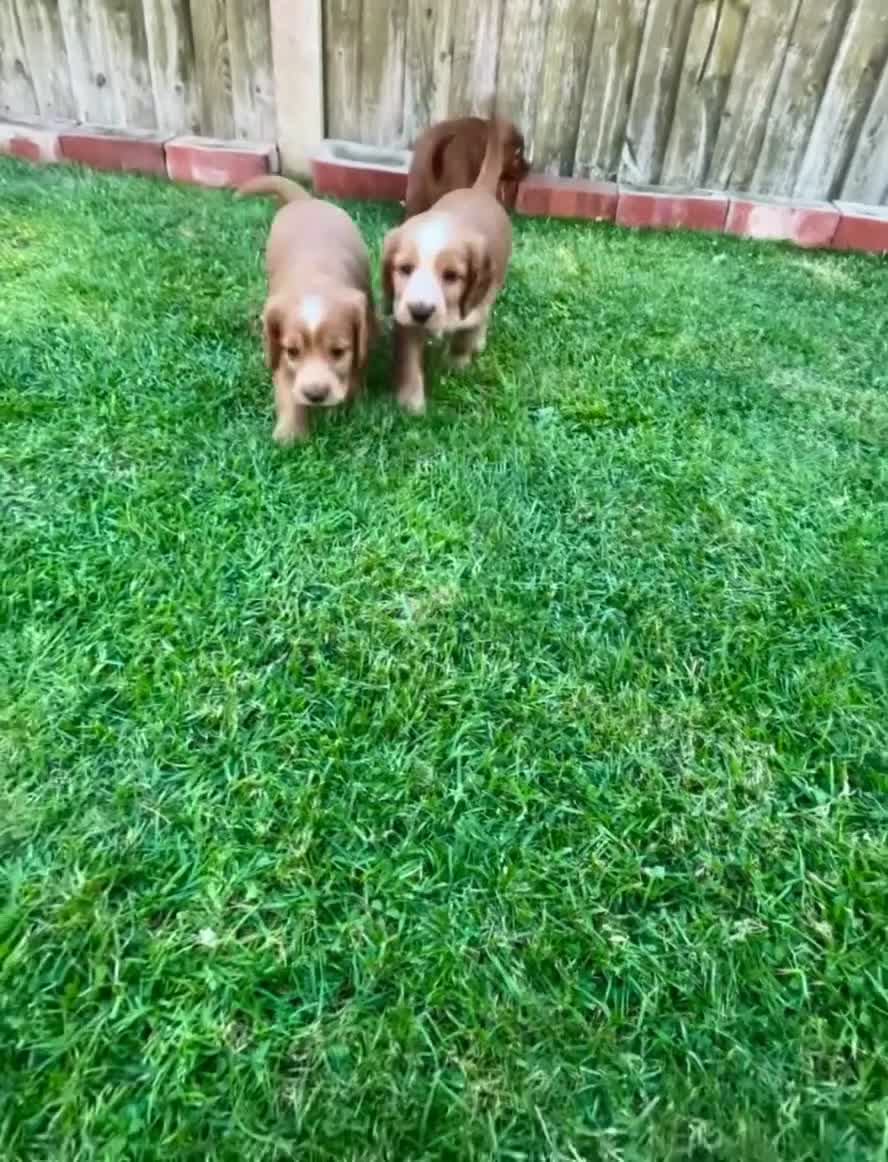 Cocker Spaniel dogs for sale: ✨Gorgeous Golden Working Cocker Girls Ready Soon!✨ - Video 3