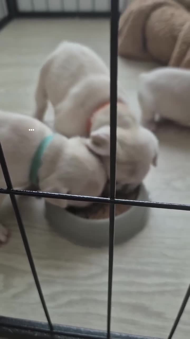 French Bulldog dogs for sale: Pet litter Frenchies with rope female - Video 1