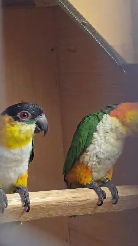 Parrots birds for sale: Black Headed Caiques - bonded pair - dna sexed - Video 2