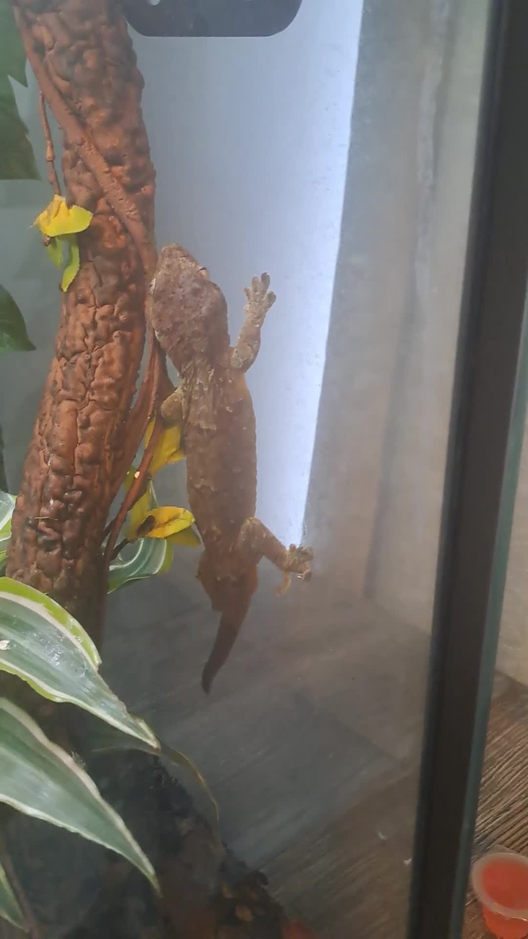 Gecko reptiles for sale: Male mossi geko  - Video 1