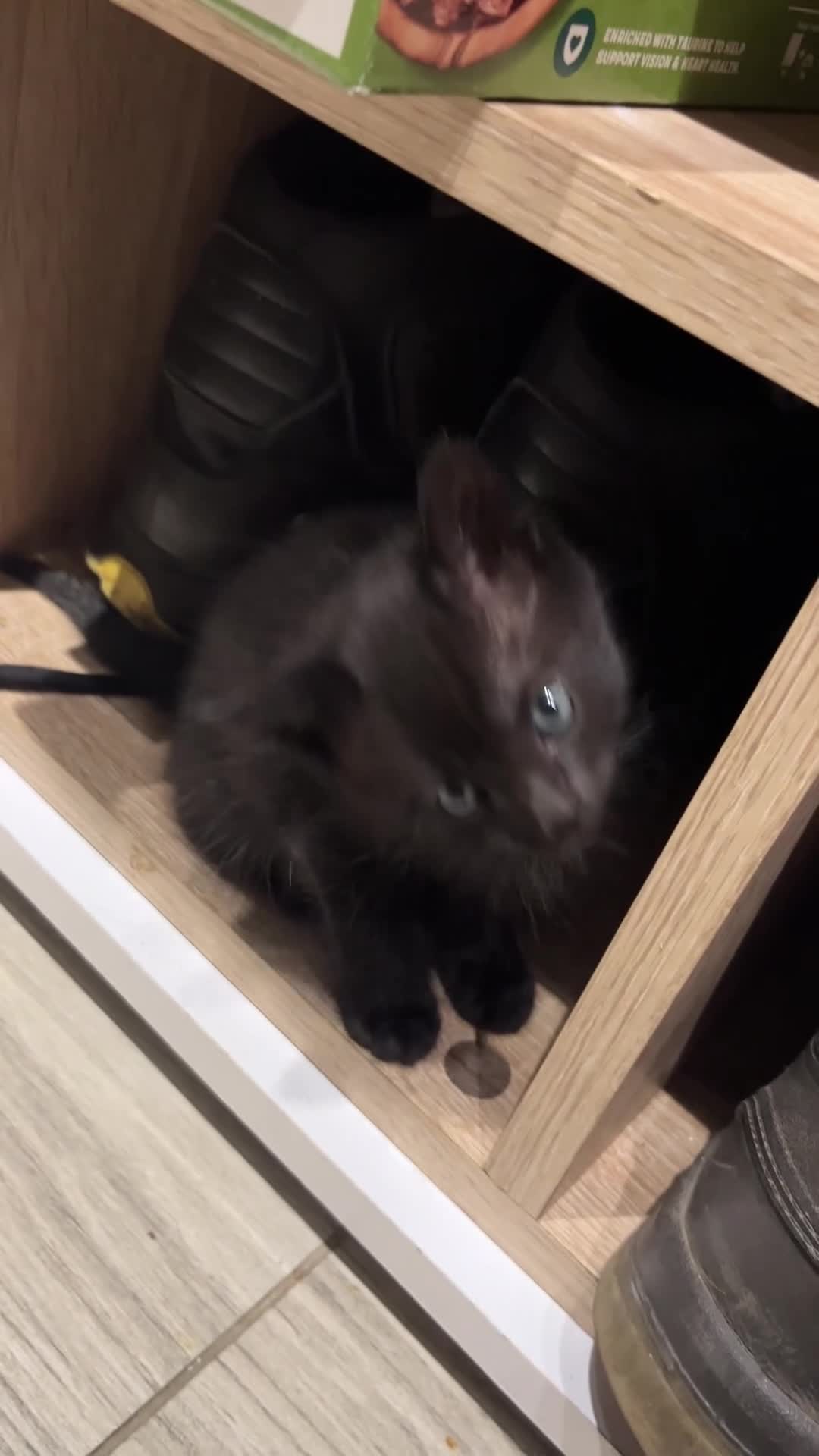 Domestic Shorthair cats for sale: Playful Tabby Kittens Ready in South Ockendon - Video 3