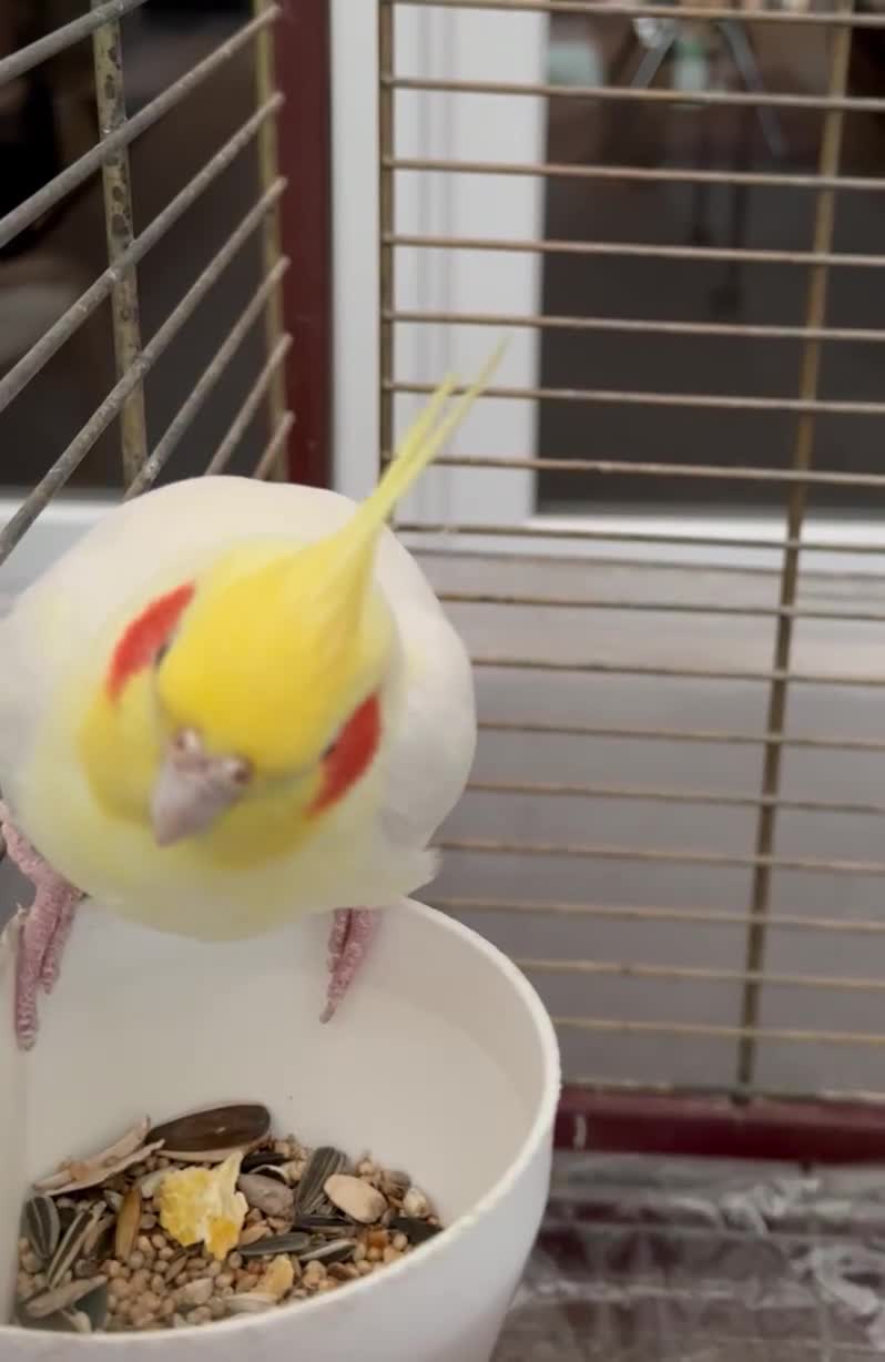 Cockatiels birds for sale: Cockatiel Female + Full Setup Included - Video 1