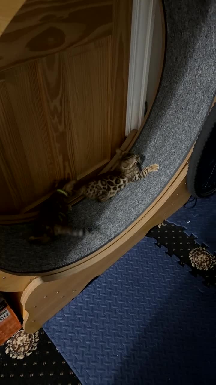 Bengal cats for sale: 2 beautiful bengal boys! - Video 2