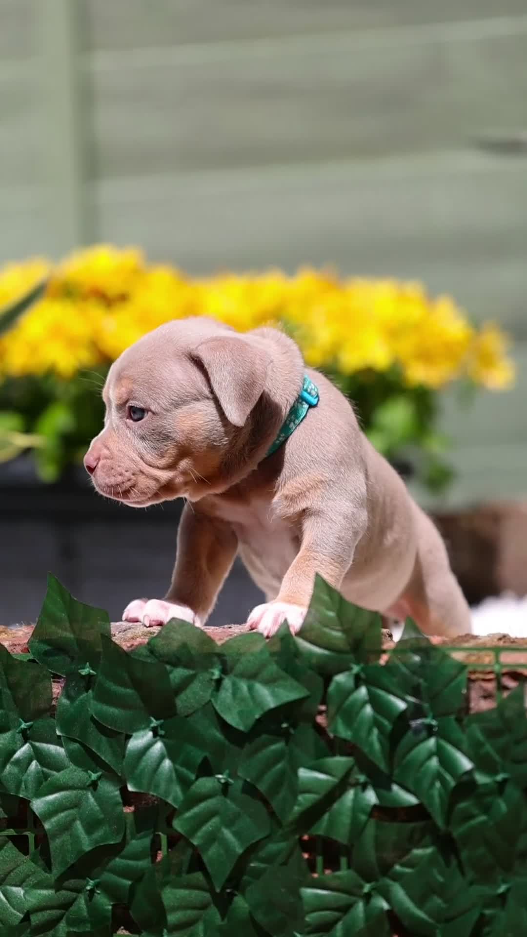 American Bully dogs for sale: American Bully Pocket  - Video 4