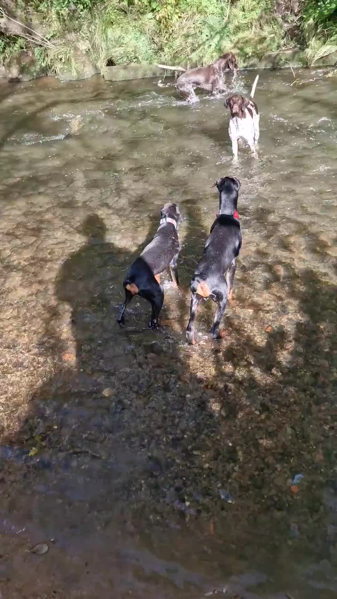 German Shorthaired Pointer dogs for sale: KC Registered German Shorthaired Pointer Puppies - Video 1