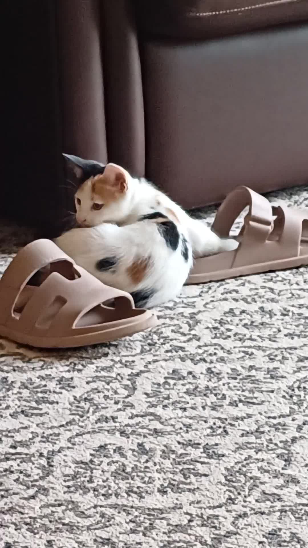 British Shorthair cats for sale: 2 Bundles of Joy!! Ready now!! - Video 2