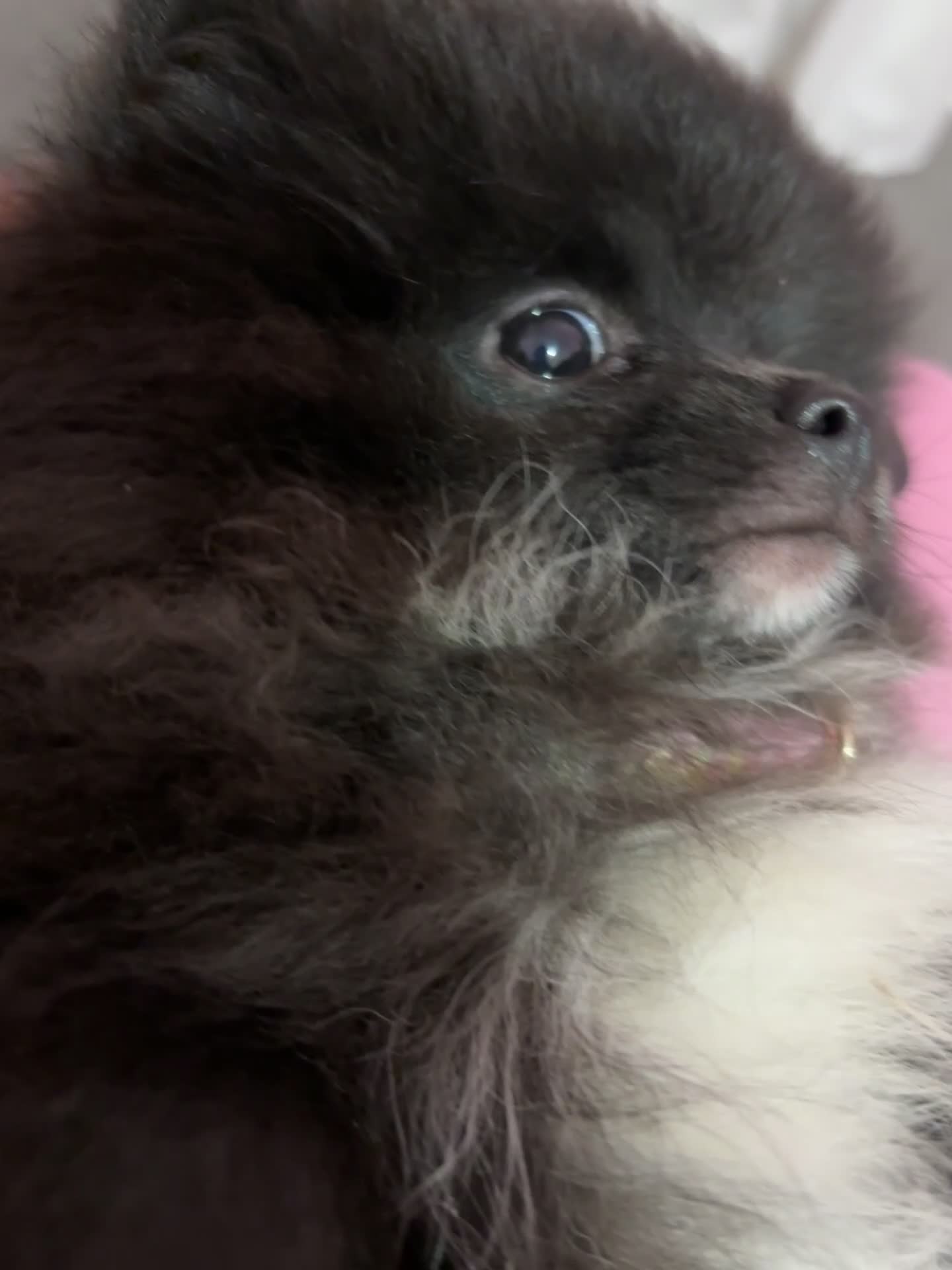 Pomeranian dogs for sale: Pomeranian for sale  - Video 2