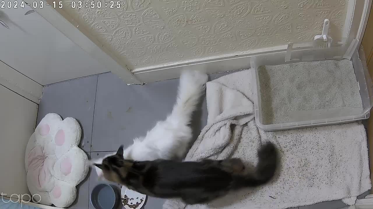 Maine Coon cats for stud: hiiii our XXL Izzy boy is ready for stud video ava in Ilford - Video 2