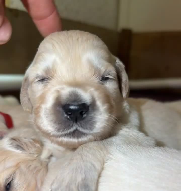 Golden Retriever dogs for sale: Mack/ Bryn Bach Golden X Evie/ Angel Annwyl - Video 1