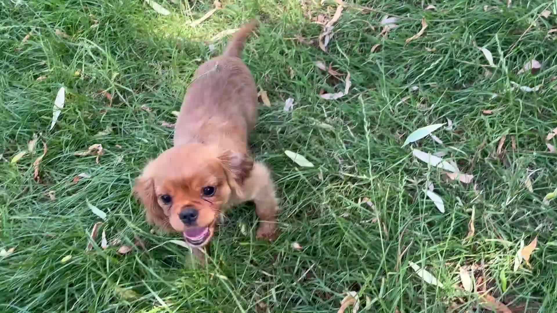 Cavalier King Charles Spaniel dogs for sale: 2 Cavalier Ruby Males - Video 1