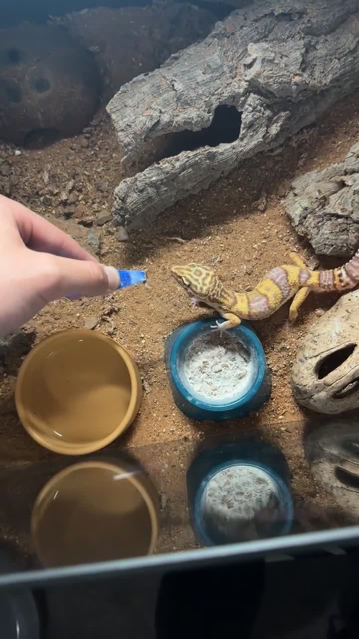 Leopard Gecko reptiles for sale: Leopard gecko and full enclosure for sale  - Video 1