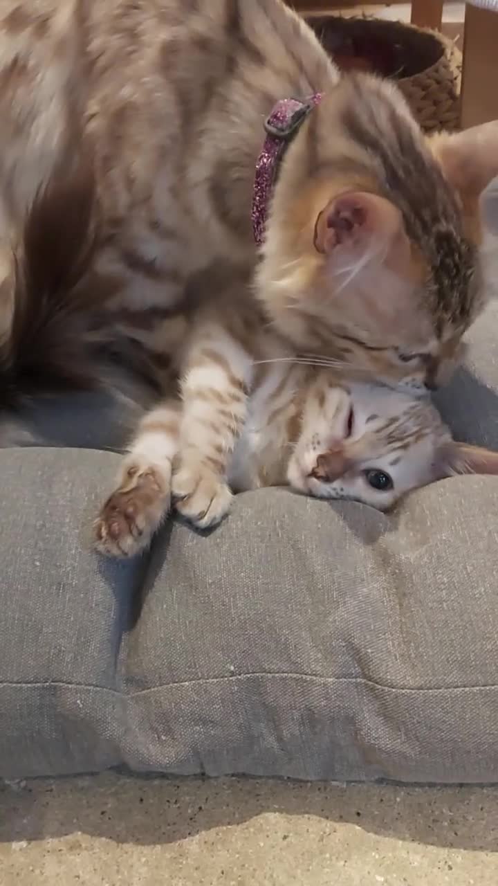 Bengal cats for sale: **Last Snow Lynx Bengal Kitten** TICA - Video 1