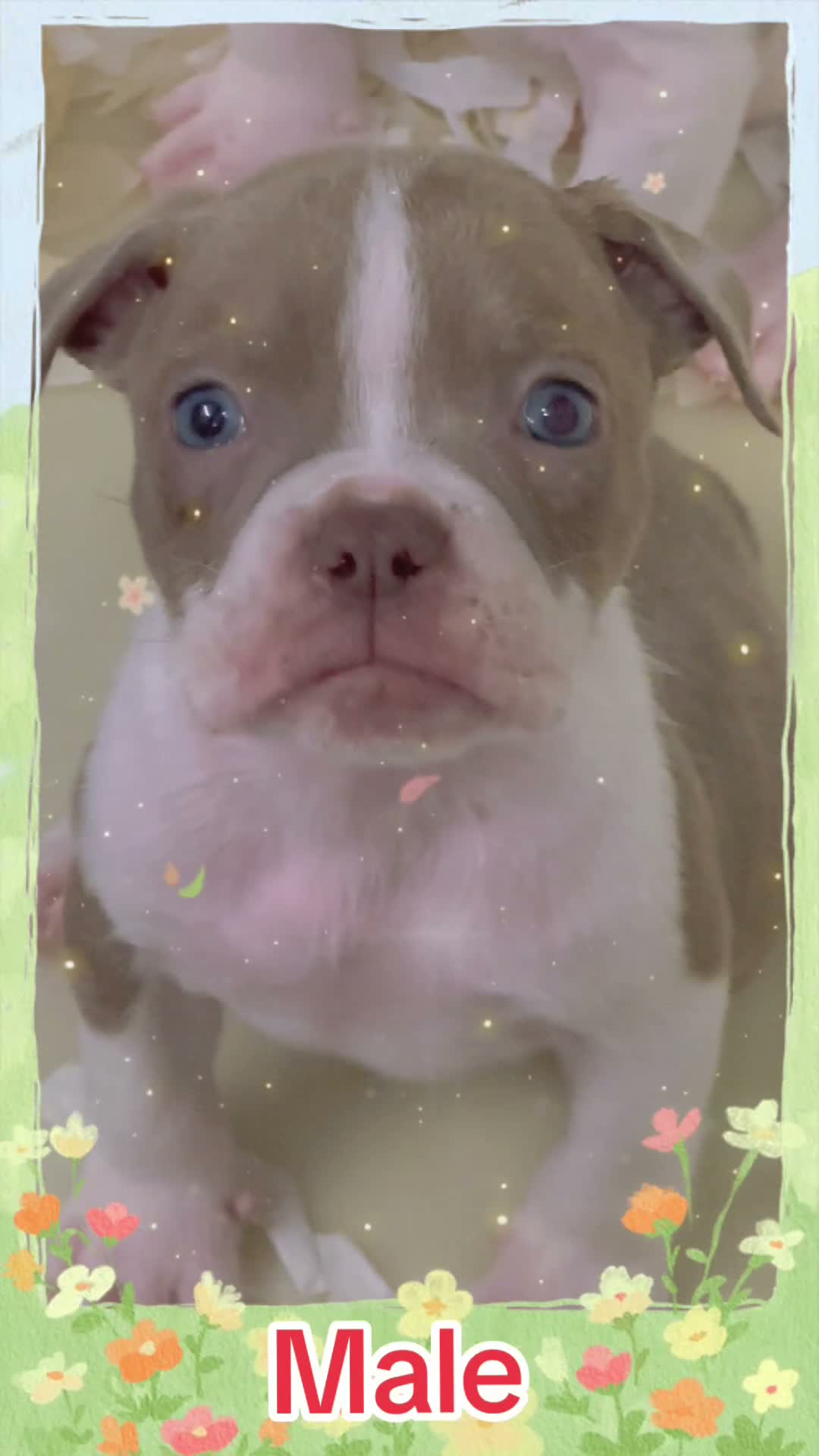 Old Tyme Bulldog dogs for sale: Trusted breeder of 24 years  - Video 1
