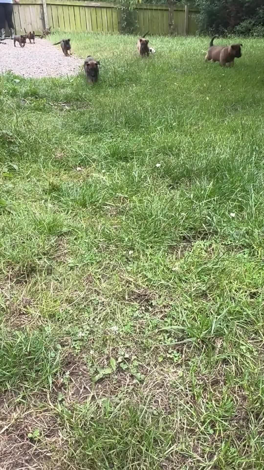 Belgian Shepherd Dog dogs for sale: Belgian Malinois puppies KC registered in Hartlepool - Video 4