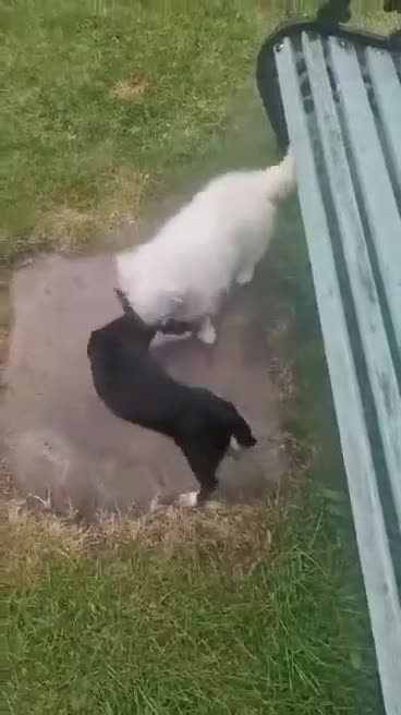Chihuahua dogs for adoption: Sooty seeking forever home  - Video 1