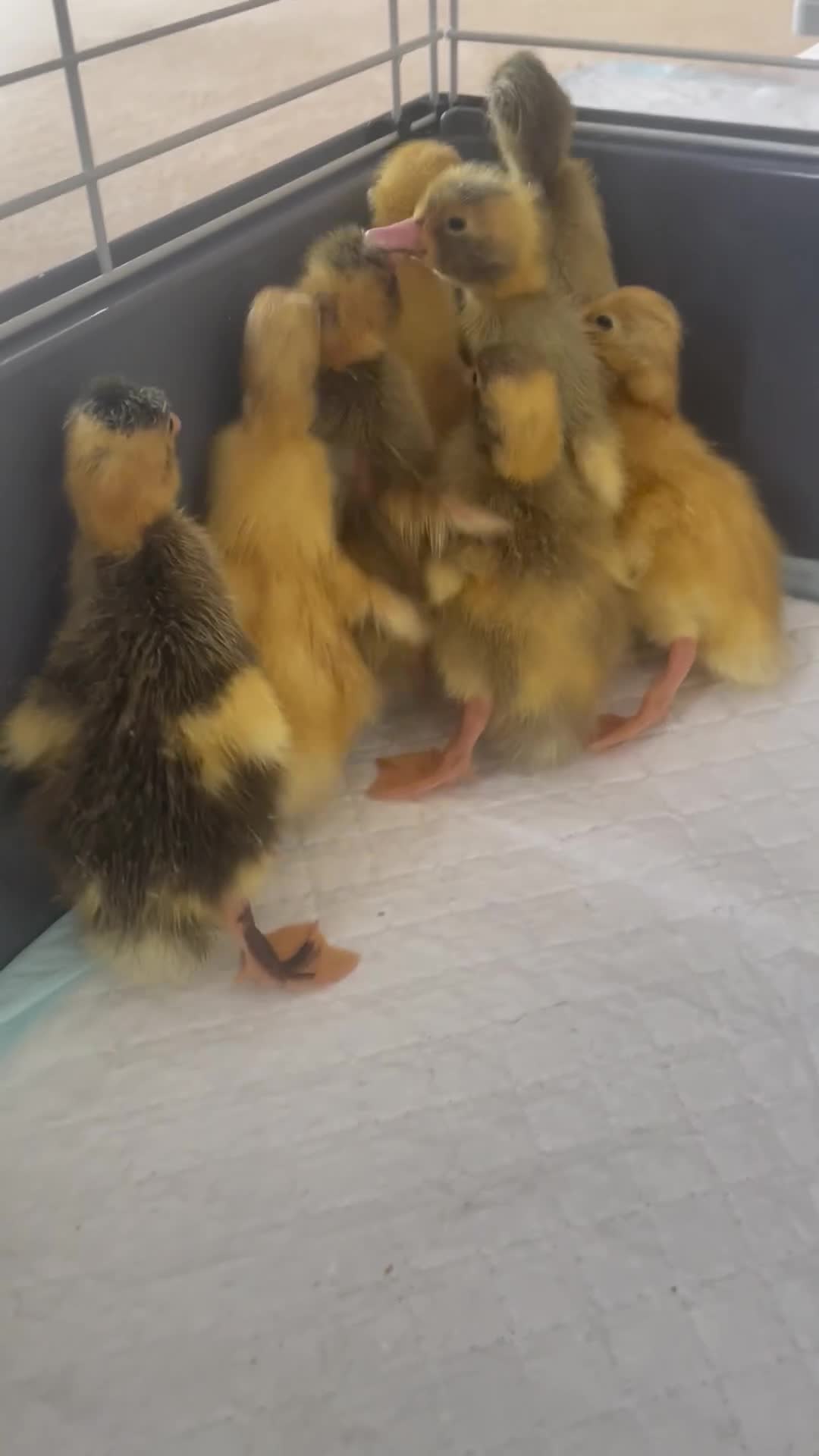 Ducks poultry for sale: Runner Ducklings - Video 1