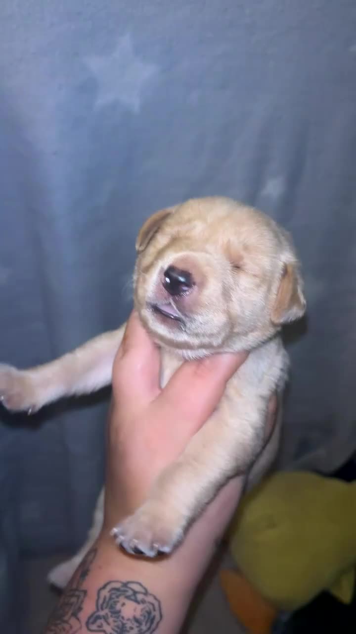 Labrador Retriever dogs for sale: Beautiful KC Labrador Puppies - Video 4