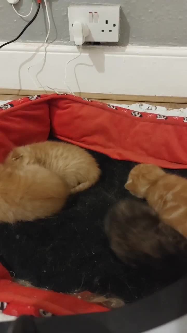 British Shorthair cats for sale: 4 kittens  for sale - Video 1