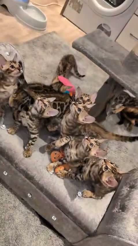 Bengal cats for sale: 🔥✨Pedigree TICA-Registered Bengals - Video 2