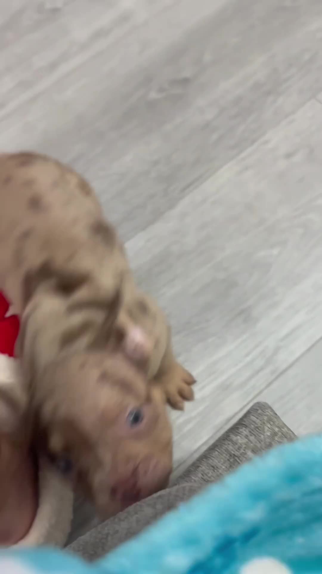 American Bully dogs for sale: ABKC Micro exotic pocket bully pups  - Video 1