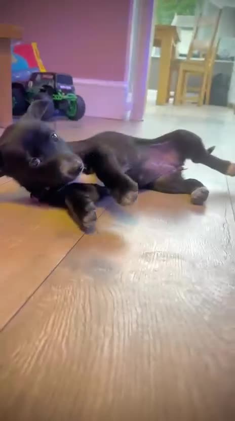 Mixed Breed dogs for sale: ONE PUPPY Left Pomsky x miniature dachshund pups  - Video 2