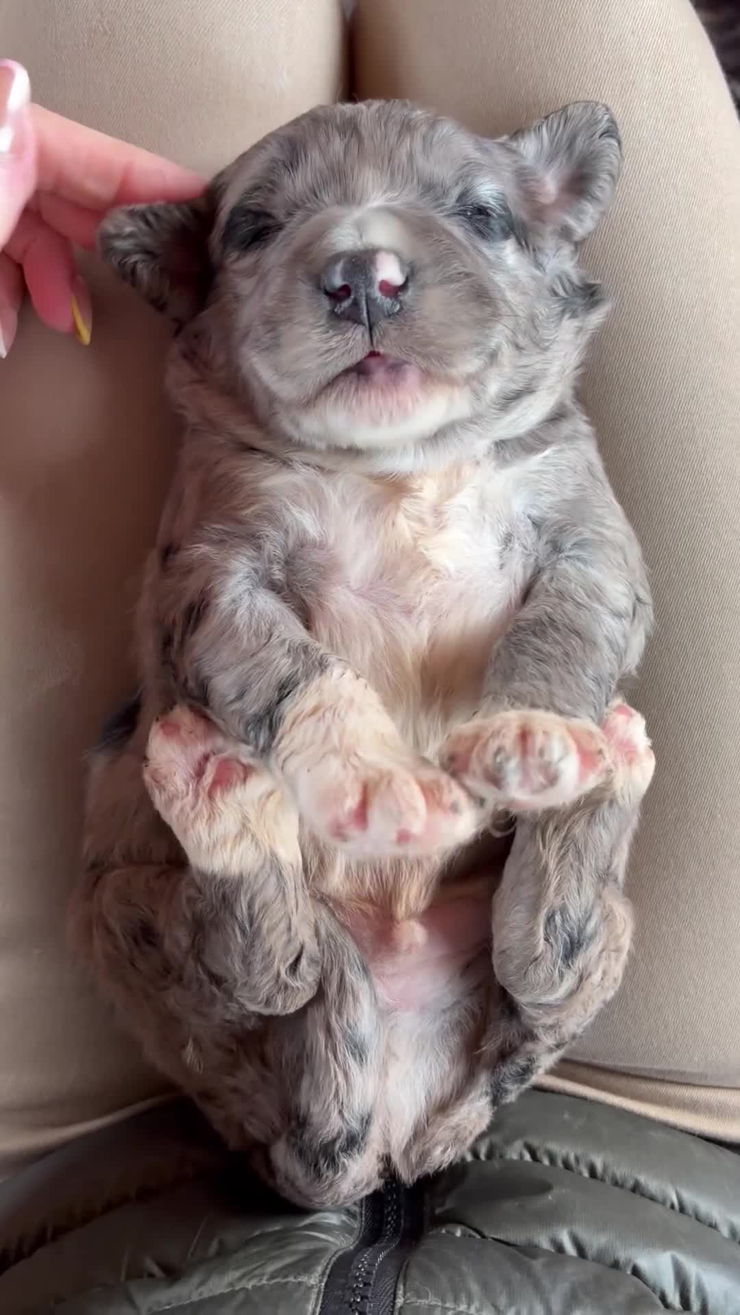 Bernedoodle dogs for sale: Merle Bernedoodle Available  - Video 4