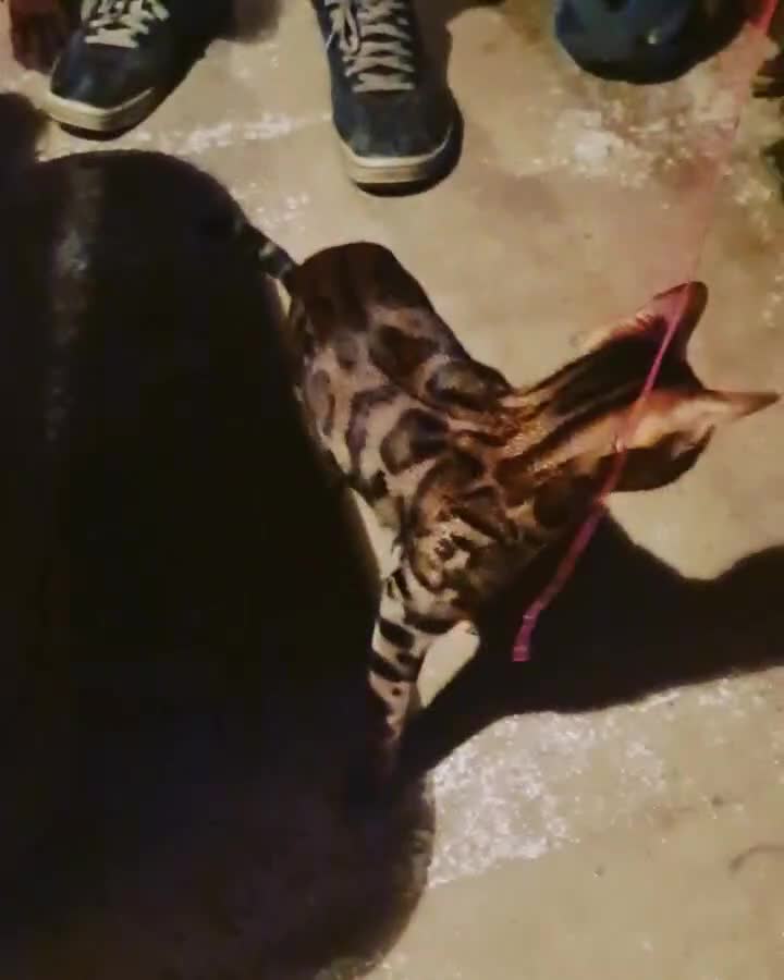 Bengal cats for sale: Cuddly affectionate lapcat - Video 1