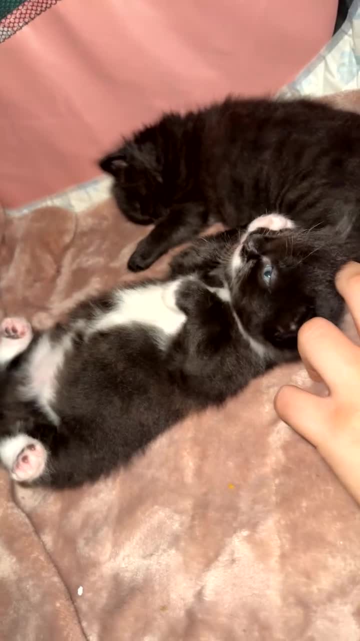Mixed Breed cats for sale: 2 gorgeous long haired females available - Video 1