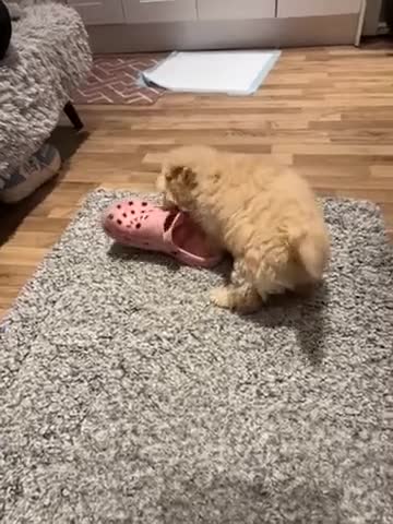 Poochon dogs for sale: Gorgeous male Poochon puppy  - Video 2