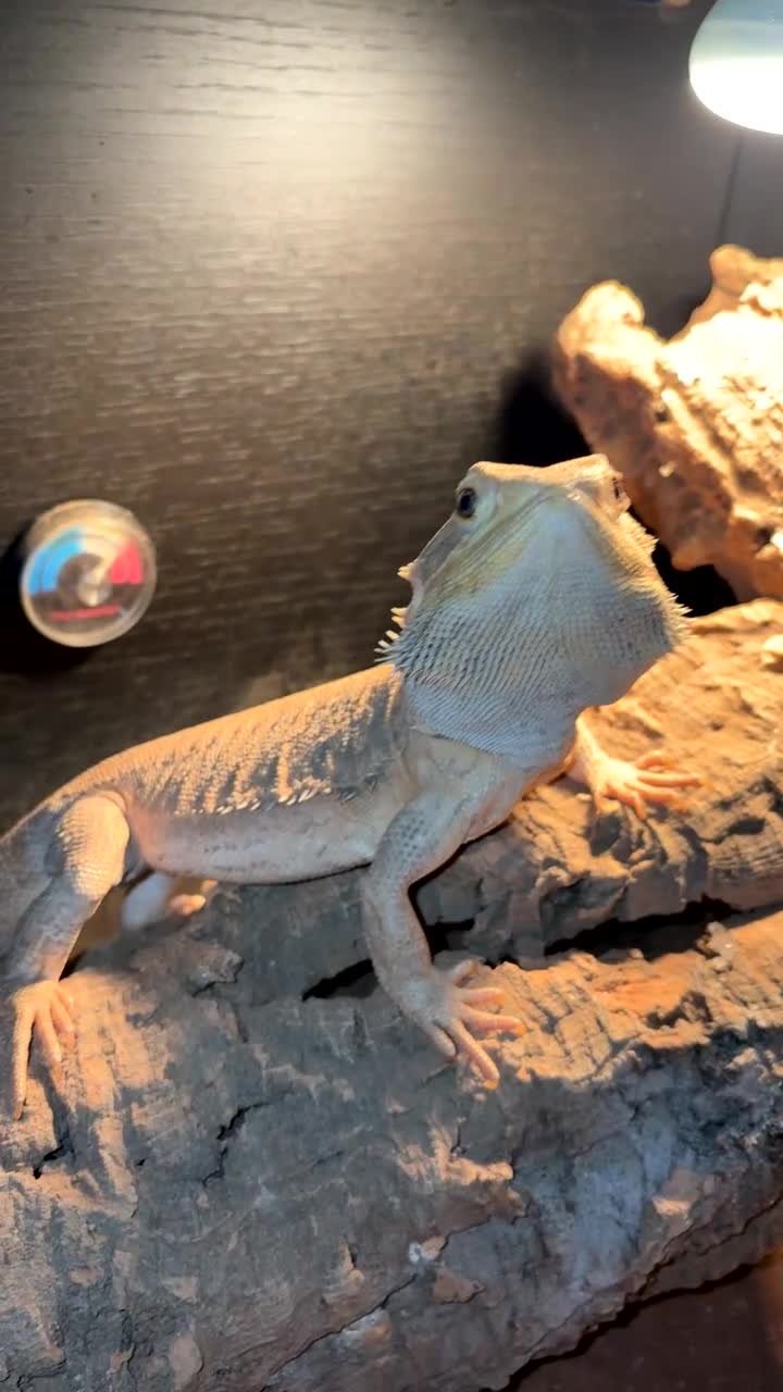 Bearded Dragon reptiles for sale: Hypo leatherback bearded dragon FREE! - Video 1