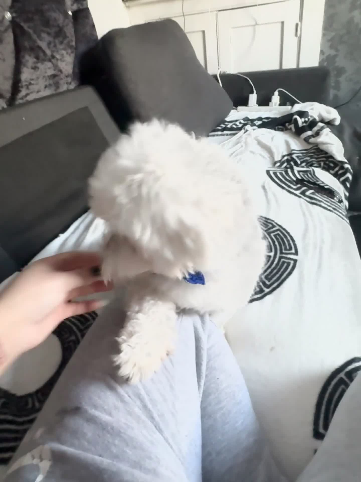 Bichon Frise dogs for sale: Bichon Frise - Video 1