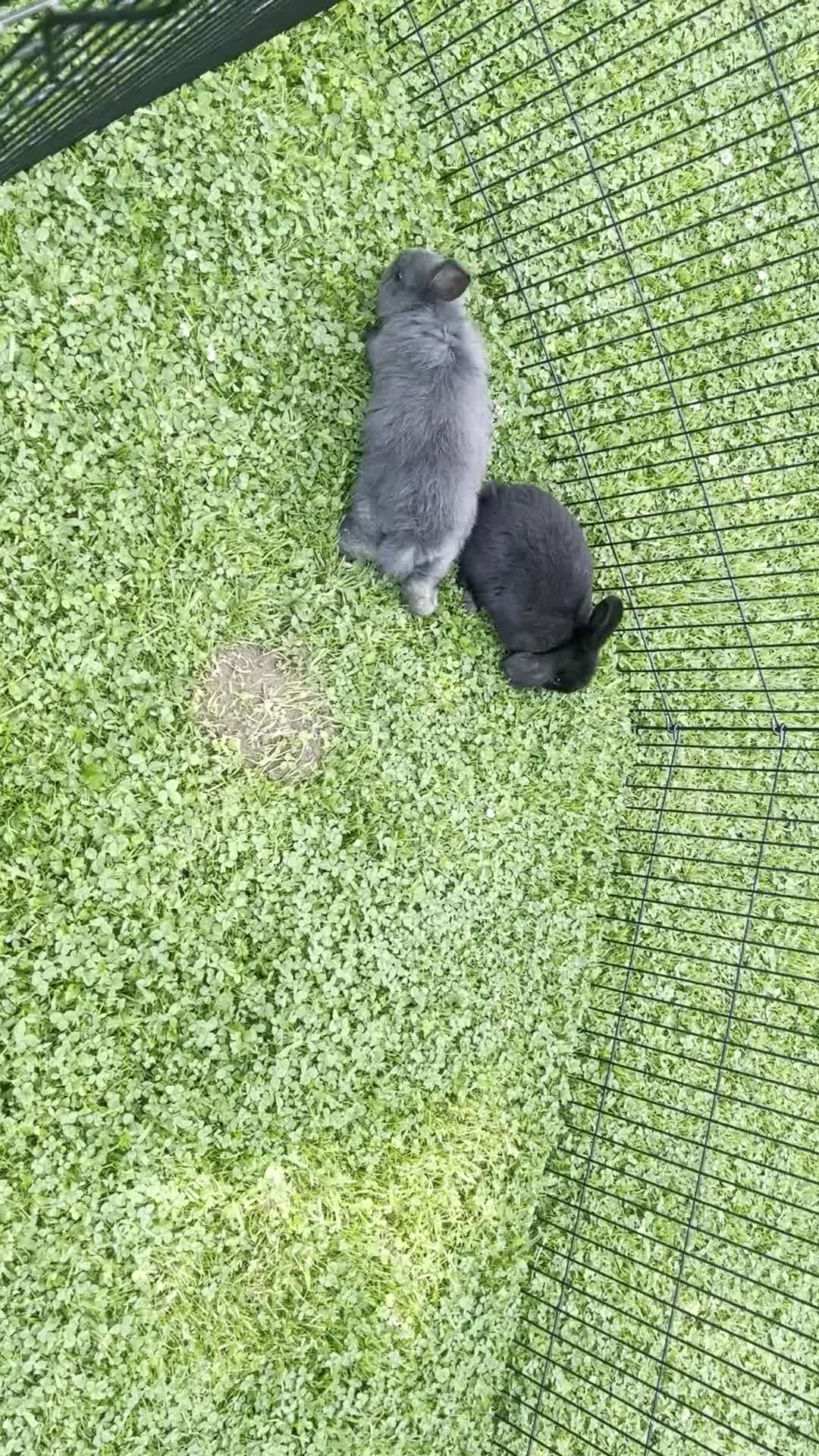 Mixed Breed rabbits for sale: Pair of baby rabbits - Video 1