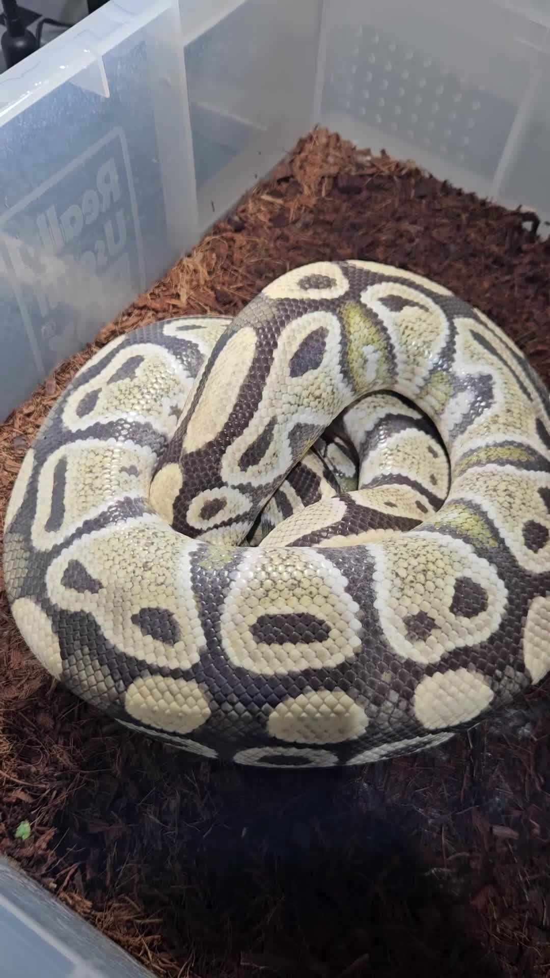 Python Snake reptiles for sale: Desert ghost het clown male proven breeder  - Video 1